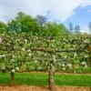 2 Tier Apple Espalier Combo Tree (2 Varieties) -Alpja Fruits Shop shutterstock 310804814 1