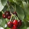 Carmine Jewel Cherry -Alpja Fruits Shop shutterstock 34094560 1