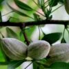 Nikita's Pride Almond™ -Alpja Fruits Shop shutterstock 353378804 2c31c2d9 0f2b 47e0 8704 48a60846fb00 1