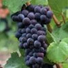 Pinot Noir #374 Grape -Alpja Fruits Shop shutterstock 37195030 1