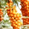 Orange Energy® Seaberry -Alpja Fruits Shop shutterstock 38135257 1