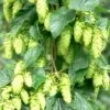 Tettnang Hops 2 Tettnang Hops -Alpja Fruits Shop shutterstock 458723932 1