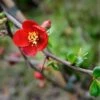 Crimson And Gold Flowering Quince -Alpja Fruits Shop shutterstock 49849171 1
