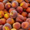 Contender Peach -Alpja Fruits Shop shutterstock 592176266 355a588d 42e8 4048 915e 40e388c01a97 1