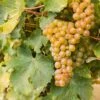 Sauvignon Blanc Grape -Alpja Fruits Shop shutterstock 609197756 1