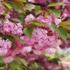 Kwanzan Flowering Cherry -Alpja Fruits Shop shutterstock 70266937 kwanzan blossoms 2 1