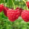 Boyne Raspberry 2 Boyne Raspberry -Alpja Fruits Shop shutterstock 76606609 1