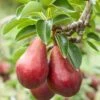 Red Clapps European Pear -Alpja Fruits Shop shutterstock 97703081 1