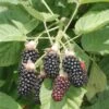 Hall's Beauty Blackberry -Alpja Fruits Shop shutterstock image 1 1