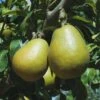 Blake's Pride European Pear 2 Blake's Pride European Pear -Alpja Fruits Shop shutterstock image 9 1