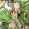 Titan Almond -Alpja Fruits Shop shutterstock 100487479