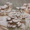 Oyster Mushroom Kit -Alpja Fruits Shop shutterstock 1026884599