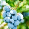Alpha Toro Blueberry 2 Alpha Toro Blueberry -Alpja Fruits Shop shutterstock 1037342359 1