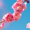 Peggy Clark Flowering Apricot -Alpja Fruits Shop shutterstock 1061245775