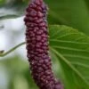 Pakistan Fruiting Mulberry -Alpja Fruits Shop shutterstock 1102699931