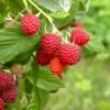 Caroline Raspberry Bundle (5 Plants) -Alpja Fruits Shop shutterstock 1128998837 1acf3e08 26d9 4d05 ae3c ca5bcef7f0a3