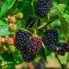 Columbia Sunrise Thornless Blackberry 1 Columbia Sunrise Thornless Blackberry -Alpja Fruits Shop shutterstock 1137185042