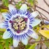 Blue Crown Passionflower 1 Blue Crown Passionflower -Alpja Fruits Shop shutterstock 1141041311