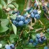 Patriot Blueberry -Alpja Fruits Shop shutterstock 114159136 2