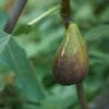 Raintree Brunswick Fig -Alpja Fruits Shop shutterstock 1152740066