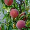 Mary Jane ™ Peach -Alpja Fruits Shop shutterstock 1154052739