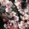 Bungo Flowering Apricot -Alpja Fruits Shop shutterstock 1158646051