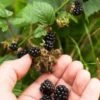 Wild Treasure Thornless Trailing Blackberry -Alpja Fruits Shop shutterstock 1165079023 1