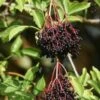 Ranch Elderberry -Alpja Fruits Shop shutterstock 1165507474