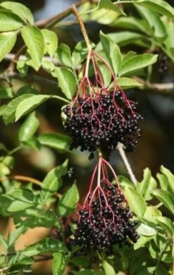 Ranch Elderberry