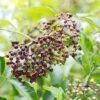 Wyldewood Elderberry 2 Wyldewood Elderberry -Alpja Fruits Shop shutterstock 1171907257