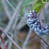 Blue Elderberry -Alpja Fruits Shop shutterstock 1189645075