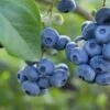 Razz ™ Blueberry -Alpja Fruits Shop shutterstock 1192869643