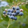 Alpha MINI Blues™ Blueberry 2 Alpha MINI Blues™ Blueberry -Alpja Fruits Shop shutterstock 1192869691