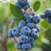 Reka Blueberry 1 Reka Blueberry -Alpja Fruits Shop shutterstock 1192869697 1