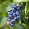 Spartan Blueberry 1 Spartan Blueberry -Alpja Fruits Shop shutterstock 1195250827 1