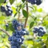 Alpha Misty Blueberry 1 Alpha Misty Blueberry -Alpja Fruits Shop shutterstock 1195250830 1