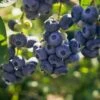 Darrow Blueberry -Alpja Fruits Shop shutterstock 1195256659