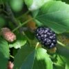 Wellington Mulberry -Alpja Fruits Shop shutterstock 1199642386