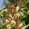 Reliable Almond -Alpja Fruits Shop shutterstock 126549335 333x500 c gigapixel low res scale 2 00x dfcb369a 3aa8 4f20 9703 64521a2e374b