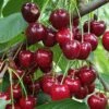 Danube Cherry -Alpja Fruits Shop shutterstock 1455581603