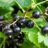 Ben More Black Currant 1 Ben More Black Currant -Alpja Fruits Shop shutterstock 1482109526