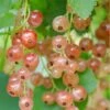 Pink Champagne Currant -Alpja Fruits Shop shutterstock 1485591821