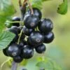 Minaj Smyriou Black Currant -Alpja Fruits Shop shutterstock 1497701447