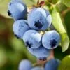 Alpha Burgundy Maine Blueberry -Alpja Fruits Shop shutterstock 156414977 1