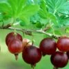 Black Velvet Gooseberry -Alpja Fruits Shop shutterstock 175514207 1