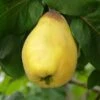 Van Deman Quince -Alpja Fruits Shop shutterstock 279878615