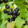 Otelo Black Currant 2 Otelo Black Currant -Alpja Fruits Shop shutterstock 288370247