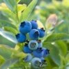 Blueray Blueberry -Alpja Fruits Shop shutterstock 304755110 1