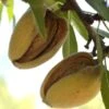 Hall's Hardy Almond 2 Hall's Hardy Almond -Alpja Fruits Shop shutterstock 310404764