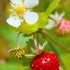 Profumata Musk Strawberry -Alpja Fruits Shop shutterstock 31985767